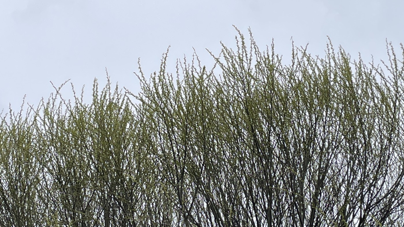 Green buds forming on the tips of tree branches