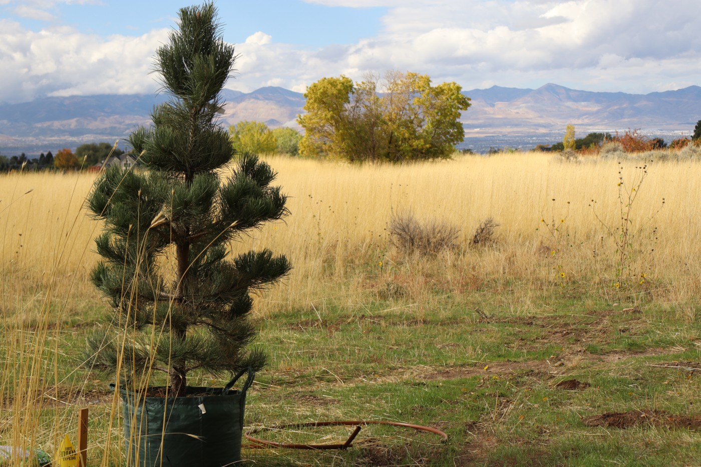A ponderosa pine ready to be planted in a field of golden grass