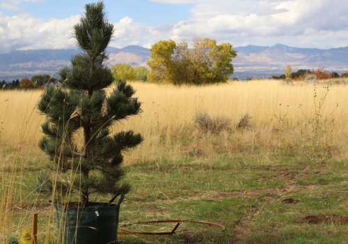 A ponderosa pine ready to be planted in a field of golden grass