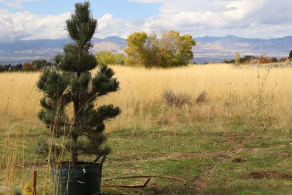 A ponderosa pine ready to be planted in a field of golden grass