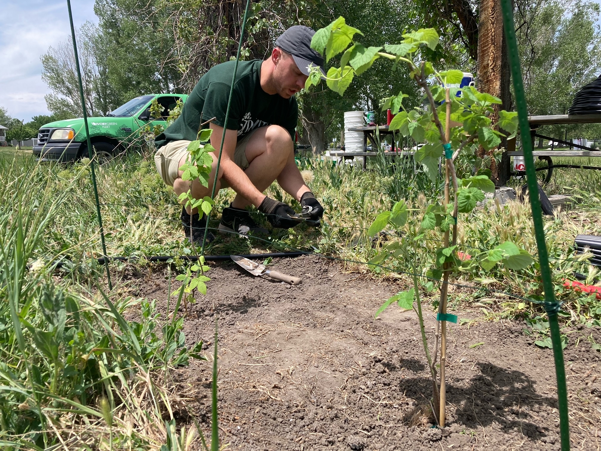 Person watering tree