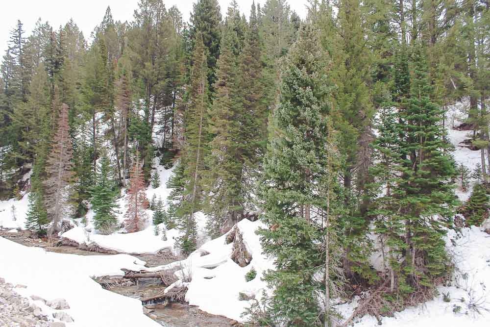 Forest in the snow beside river