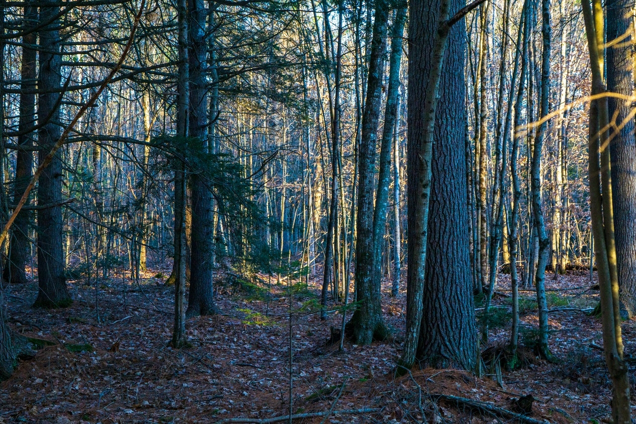 Dark forest of tall trees
