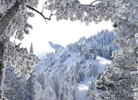 snowy mountains framed by snow covered trees