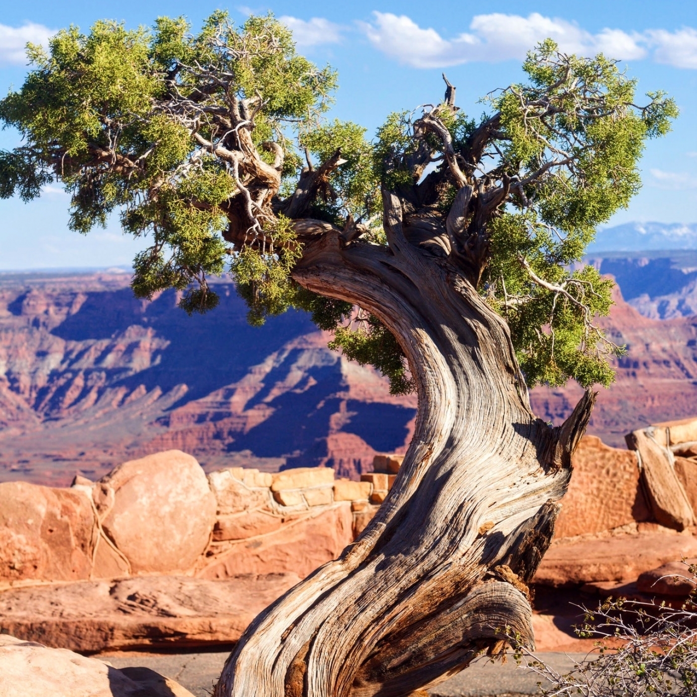 Juniper in red rock desert