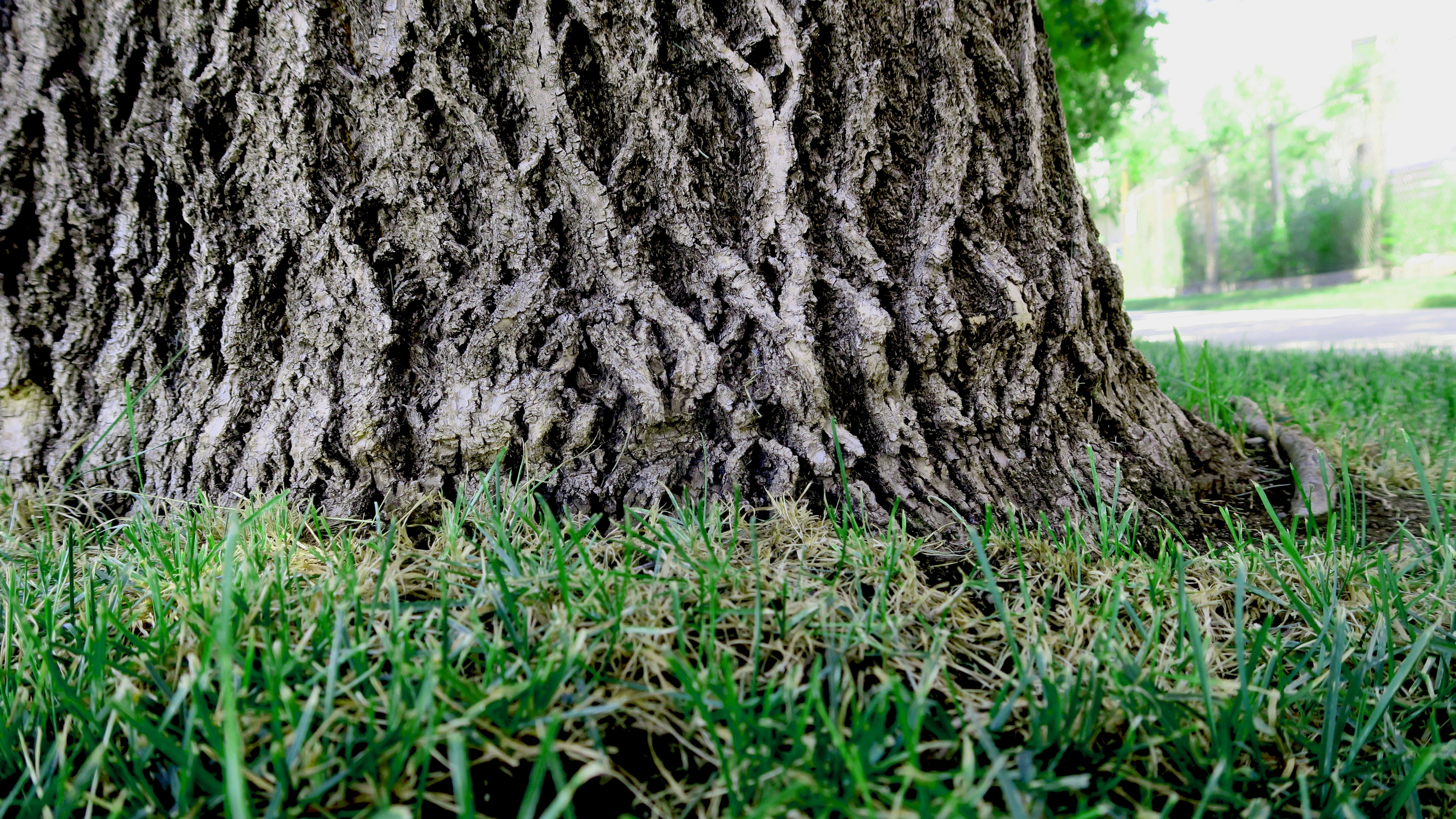 Grass by tree trunk