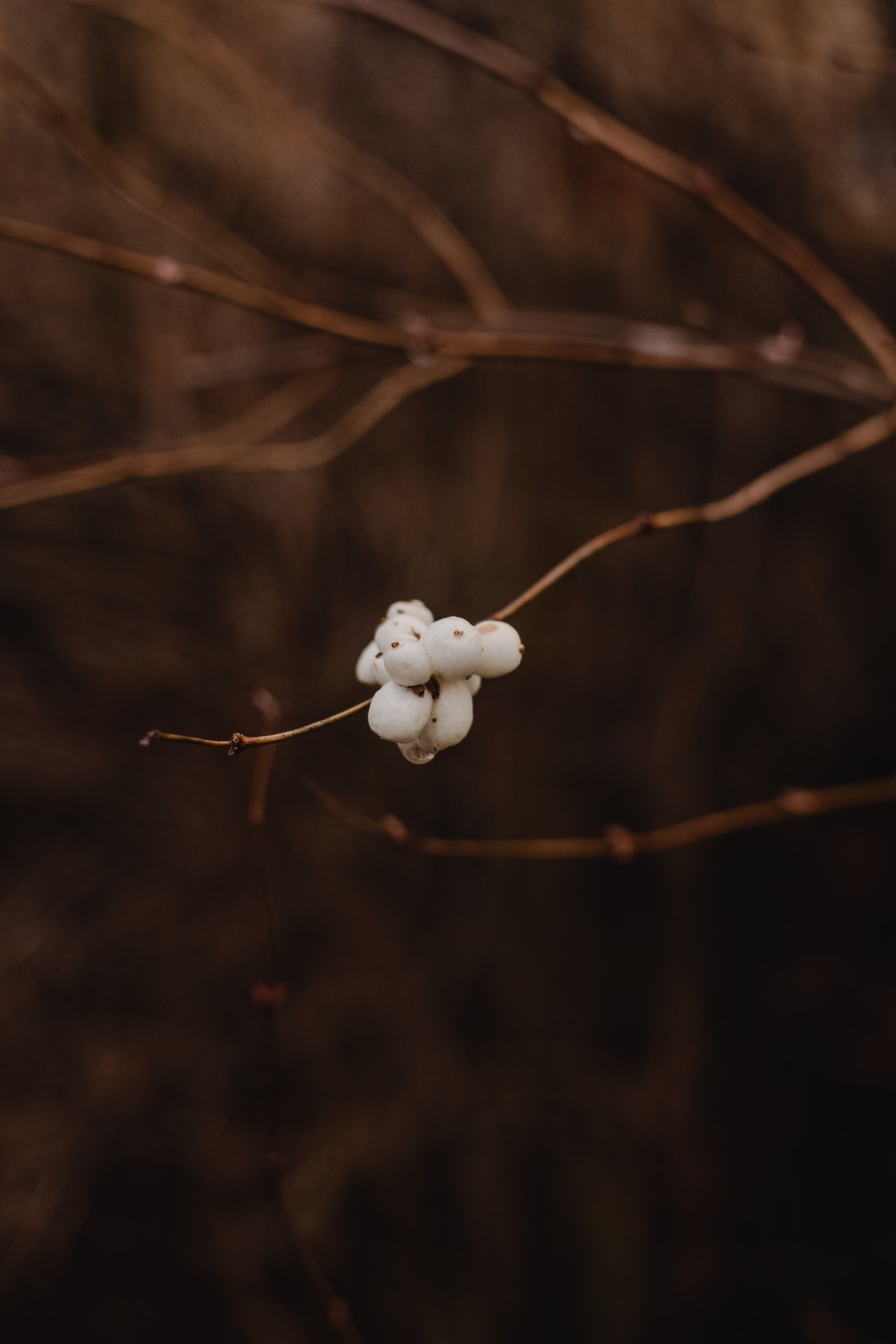 White Dogwood Bud