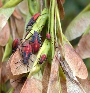 Box elder bugs on maple seeds