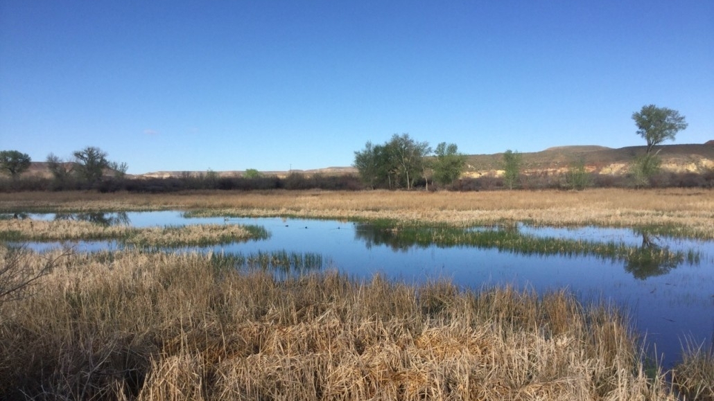 wetlands with yellow grasses