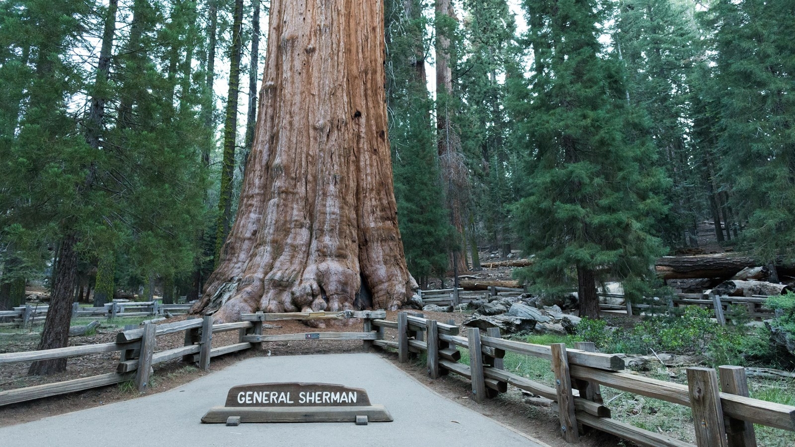 Redwood Tree