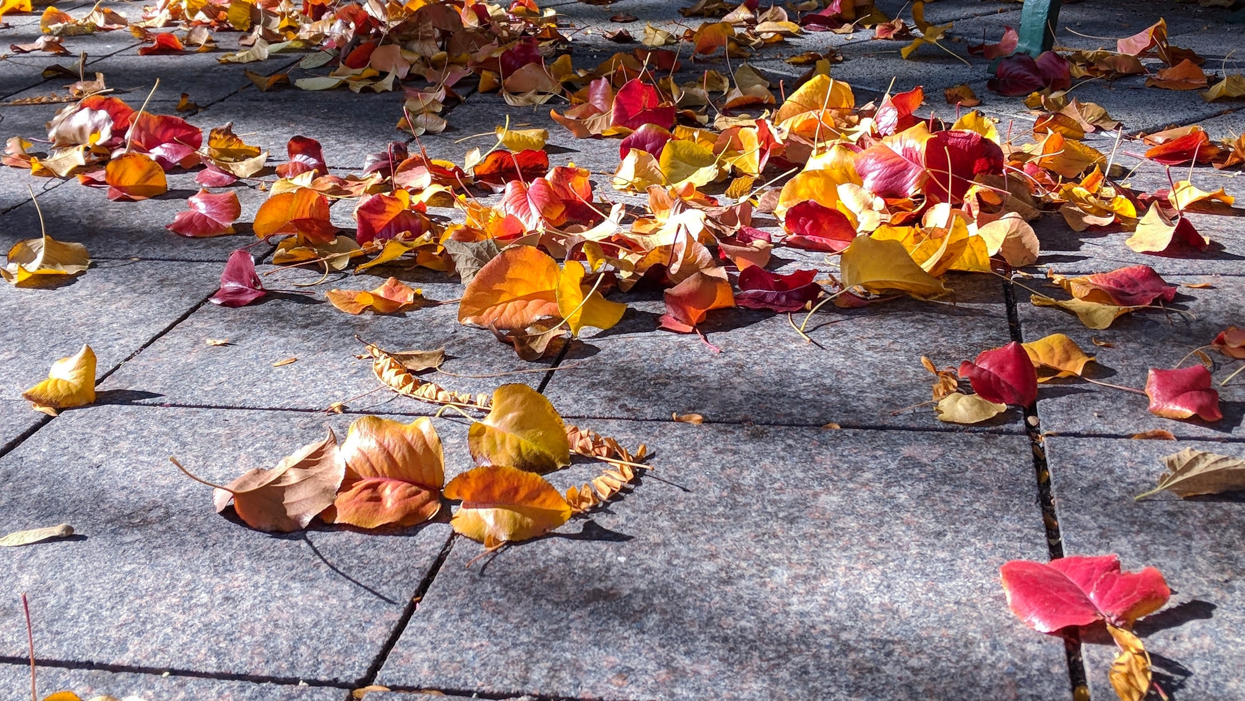 Colorful leaves on gray tile