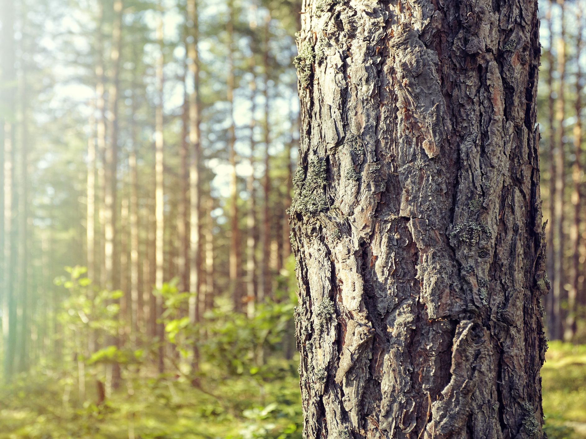 Tree trunk in forest with hazy light