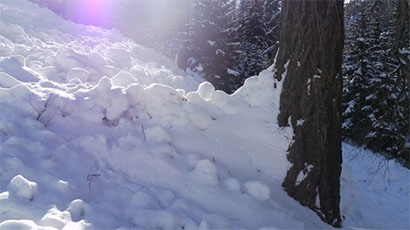 Snow pushing up against a tree