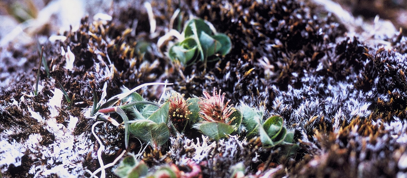 Close up of arctic willow buds