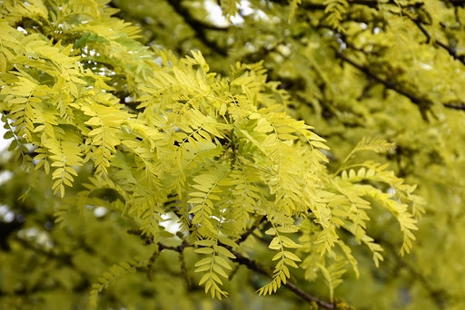 Honey locust leaves