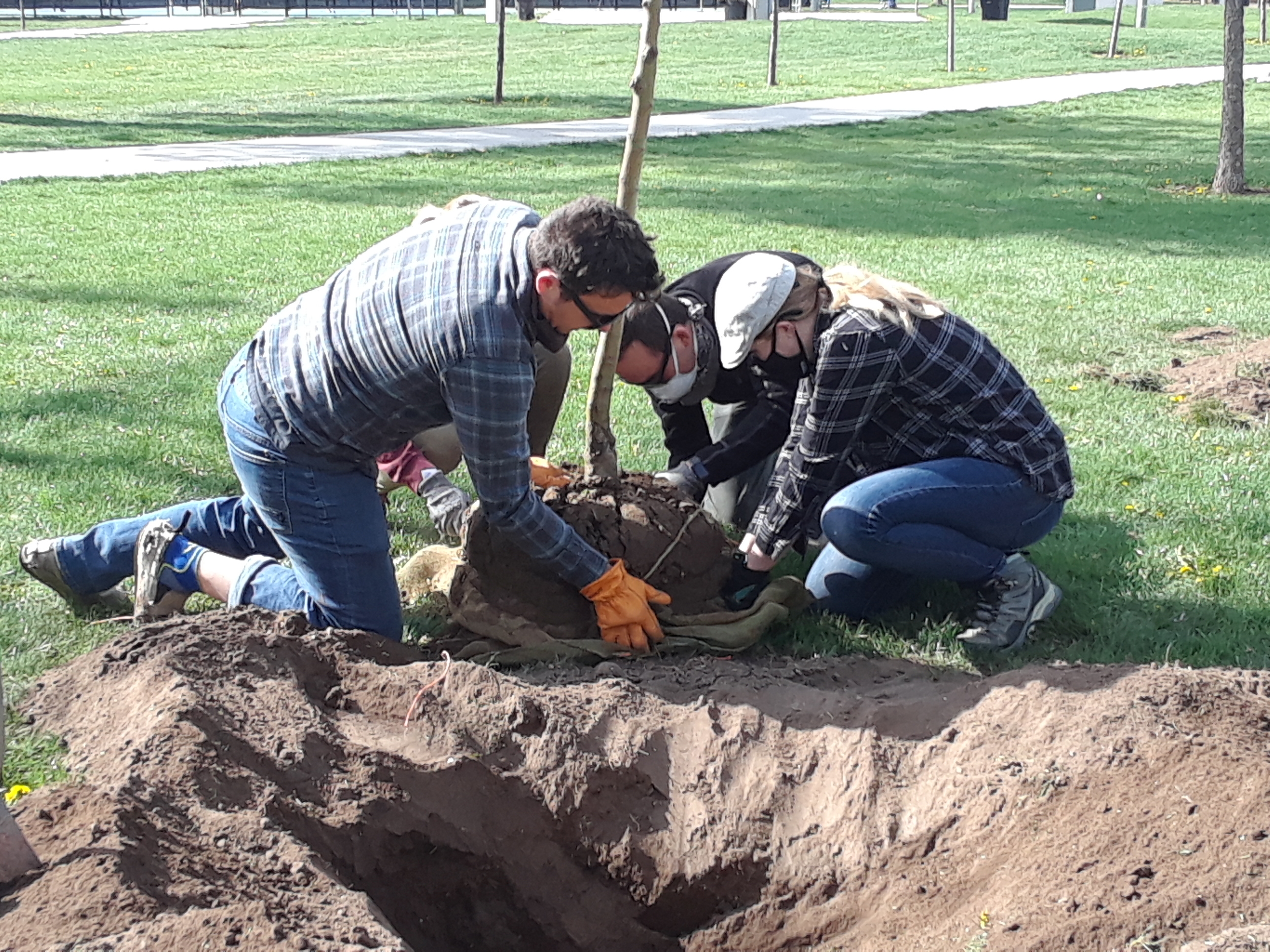 Three people planting a tree in a big hole