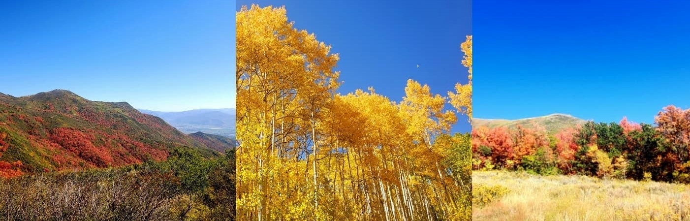 Collage of different autumn colored trees