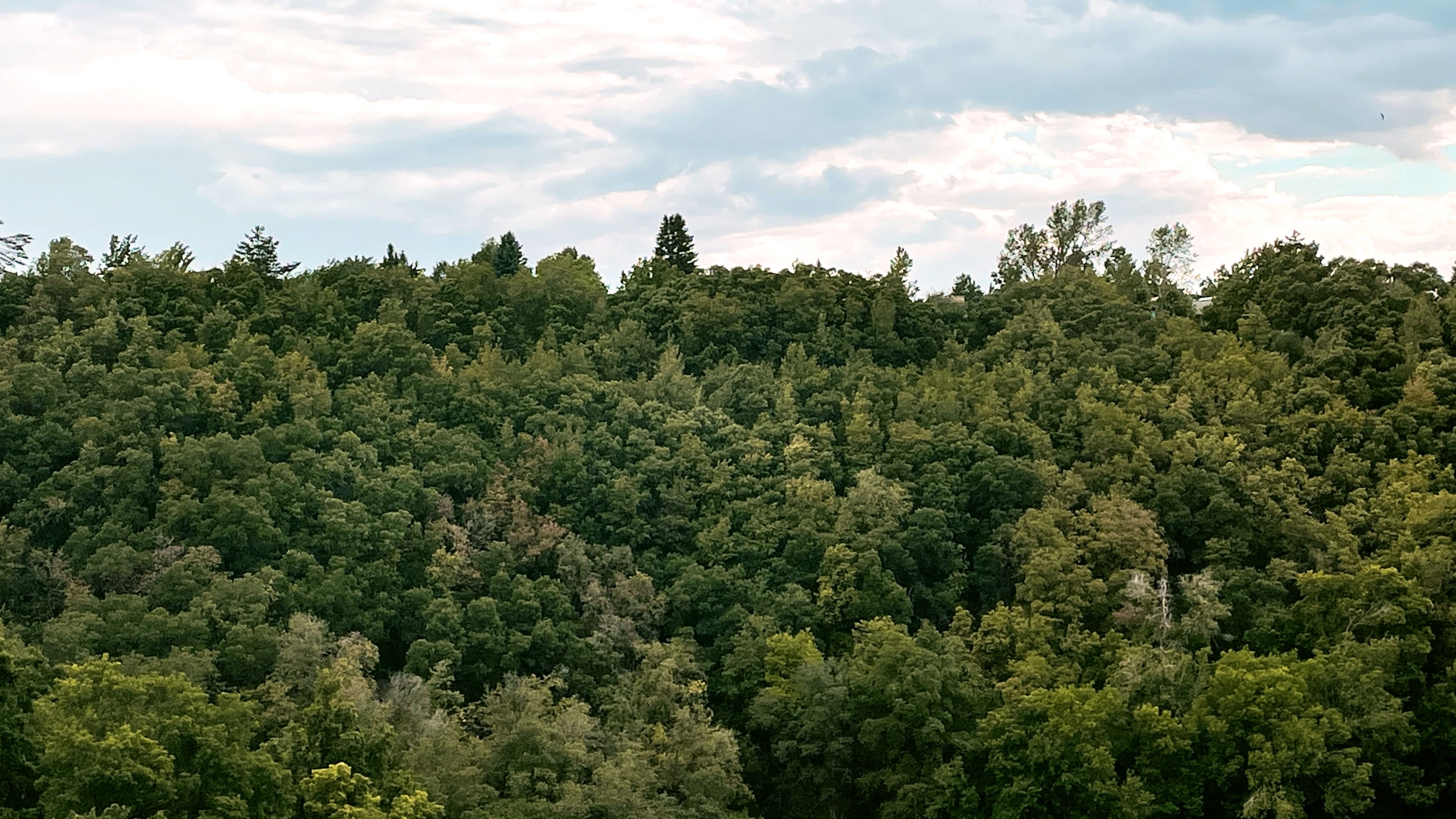 tree tops