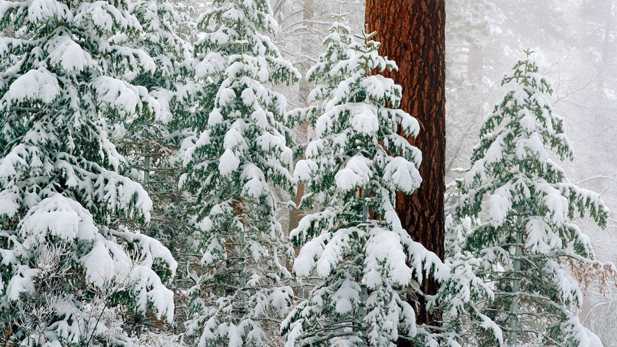 Fir trees covered in snow