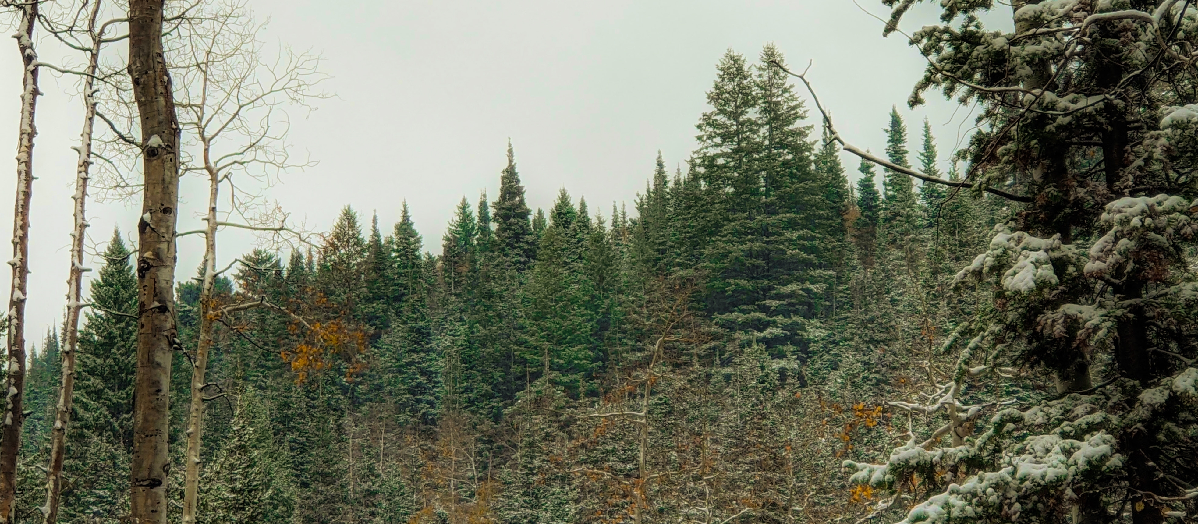 Evergreens in winter