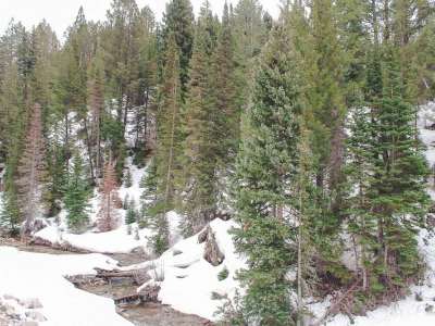Forest in the snow beside river
