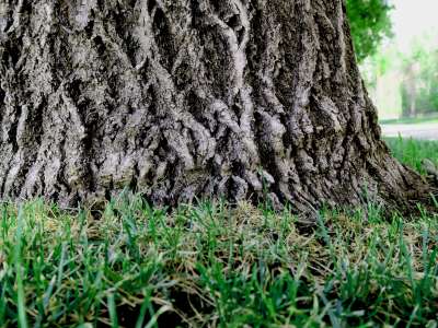 Grass by tree trunk