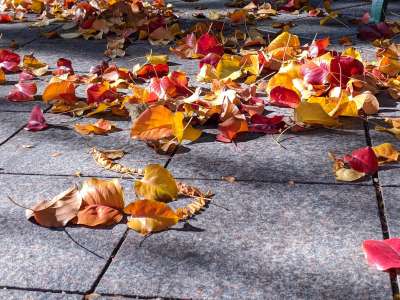 Colorful leaves on gray tile