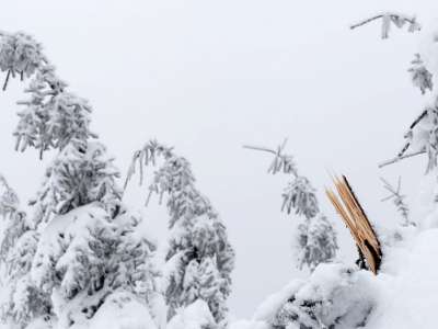 Evergreens bending from weight of snow