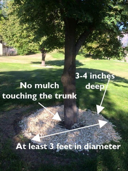 proper mulch
