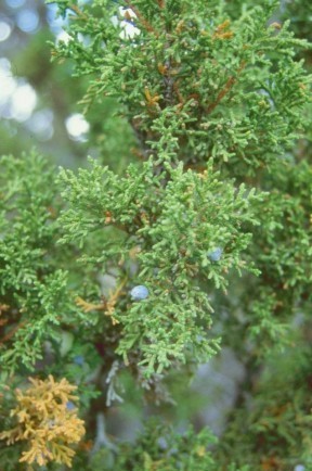 utah juniper closeup