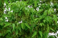 Close up of green box elder tree leaves