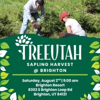 Sapling Harvest at Brighton Resort
