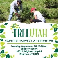 Sapling Harvest at Brighton Resort