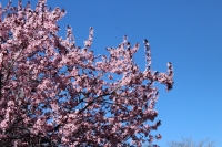 Earth Day Tree Planting at Oquirrh Park in Kearns!