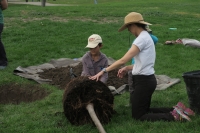 A child and their parent work together to prepare a tree's root ball for planting