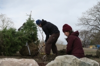 Two volunteers dig a hole in preparation to plant a small evergreen