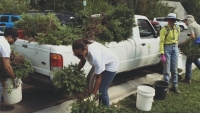 Sapling Harvest at Brighton