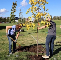 Tree Planting at Willow Haven Park