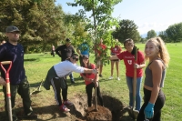 a group of volunteers planting a tree