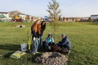 three female volunteers adding mulch to a newly planted tree