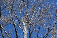 Earth Day Tree Planting at Oquirrh Park in Kearns!
