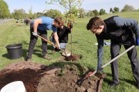 a group of volunteers planting a tree