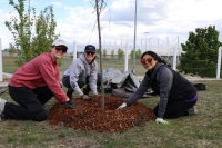 three female volunteers adding mulch to a newly planted tree