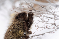 A porcupine paws at bare branches in a wintery scene.
