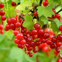 EcoGarden Summer Currant Harvest Workshop